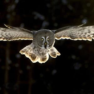 Great Grey Owl flying, Strix nebulosa