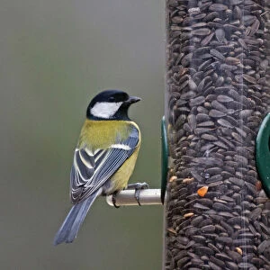 Great Tit foraging at bird feeder with sunflower seeds, Parus major, Netherlands