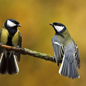 great tits mirror fight, Netherlands