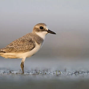 Greater Sand-Plover, Charadrius leschenaultii, Oman