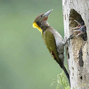 Woodpeckers Collection: Greater Yellownape