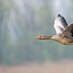 Grey-lag Goose in flight