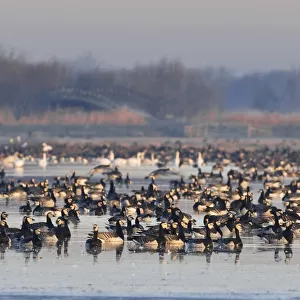 Group of Barnacle Geese in polder, The Netherlands