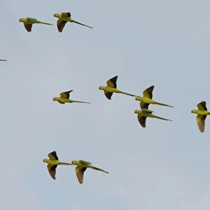Group of flying Rose-ringed Parakeets, Psittacula krameri, Oman
