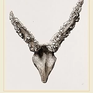 Horns of Fallow-Deer