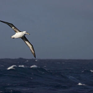 immature Black-browed Albatross flying above open ocean, Thalassarche melanophris