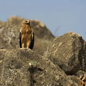 Immature Greater Spotted Eagle perched, Clanga clanga, Oman