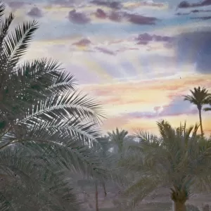 Iraq Babylonia Baghdad sunrise palm groves Y. M. C. A