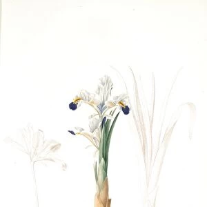 Iris Persica, Iris de Perse, Redoute, Pierre Joseph, 1759-1840, les liliacees, 1802