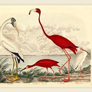 John G. Warnicke after Alexander Wilson, Wood Ibis, Scarlet Ibis, Flamingo, and White