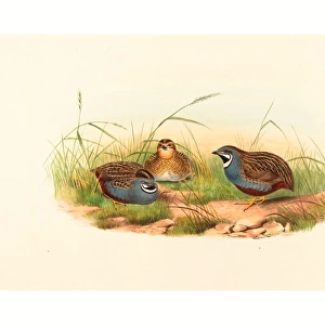 John Gould and H. C. Richter (British (?), active 1841 active c