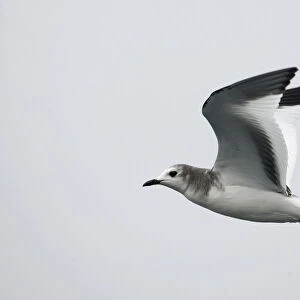 Juvenile Sabines Gull in flight