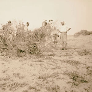 Killing locusts 1925 Middle East