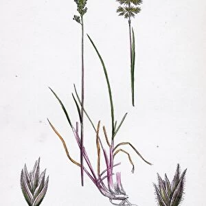 Koleria cristata; Crested Hair-grass