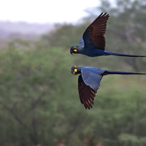 Lear's Macaw (Anodorhynchus leari) pair in flight, Anodorhynchus leari, Brazil