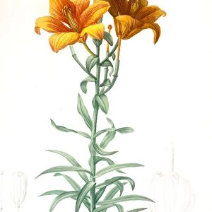 Lilium bulbiferum, Lis bulbiferum; Lis bulbifere; Orange lily, Redoute, Pierre Joseph