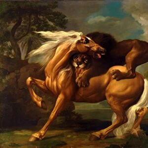 A Lion Attacking a Horse Horse Attacked by a Lion Lion devouring a horse Lion Attacking