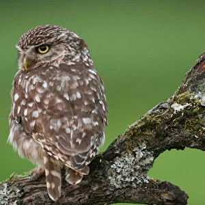 Little Owl adult perched on branch Netherlands, Athene noctua