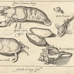Lobster, crab and shells, print maker: Nicolaes de Bruyn, Francoys van Beusekom