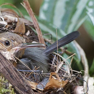 Long-billed Gnatwren on nest, Ramphocaenus melanurus