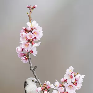 Long-tailed tit (Aegithalos caudatus) in a flowering tree during spring, Italy