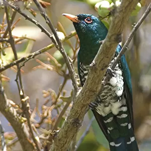 Cuckoos Collection: Asian Emerald Cuckoo