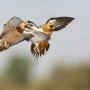 Two male Pin-tailed Sandgrouses landing at the drinking pool, Pterocles alchata, Spain