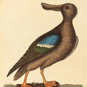 Mark Catesby (English, 1679 - 1749), The Blue Winged Shoveler (Anas clypeata foemina)