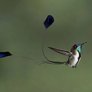 Hummingbirds Collection: Marvellous Spatuletail