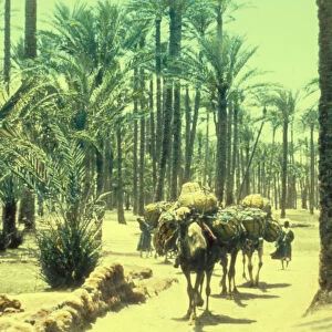 Memphis Scene Memphis palm grove 1950 Egypt Extinct city