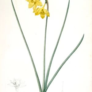 Narcissus odorus, Narcissus odorant, Sweet-scented Jonquil, Great Jonquil, Redoute