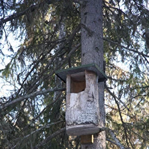 Nestbox for Northern Hawk Owl