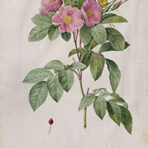 Pasture Rose Rosa Carolina Corymbosa 1817-1824