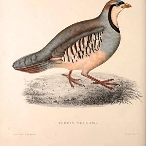 Perdix Chukar, Chukar Partridge. Eurasian upland gamebird in the pheasant family