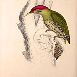 Picus Squamatus, Scaly-bellied Woodpecker