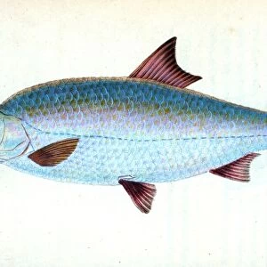 Pilchard, Clupea pilcardus, 1804, British fishes, Donovan, E. (Edward), 1768-1837