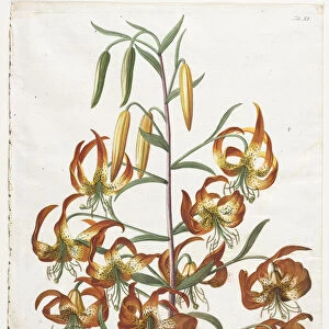 Plantae Selectae No 11 - Lily Georg Dionysius Ehret