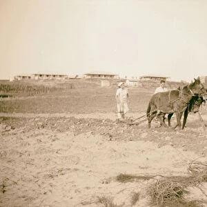 Plowing Dorot Miss Herrunam plow 1946 Israel
