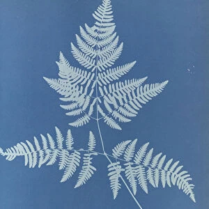 Polypodium calcareum British Anna Atkins 1799