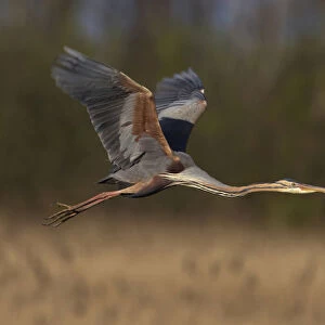 Purple Heron flying above nesting site, Ardea purpurea, Netherlands