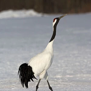 Red-crowned Crane in winter, Grus japonensis