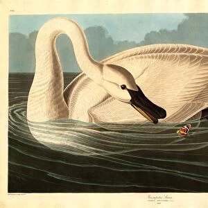 Swans Metal Print Collection: Trumpeter Swan