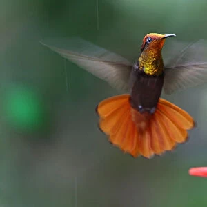 Ruby topaz Hummingbird hovering at feeder Tobago