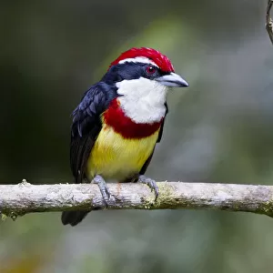 New World Barbets Jigsaw Puzzle Collection: Scarlet Banded Barbet
