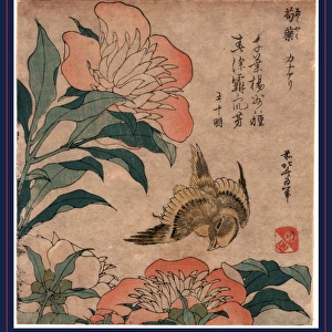 Shakuyaku kana ari, Peony and canary. Katsushika, Hokusai, 1760-1849, artist, [1833