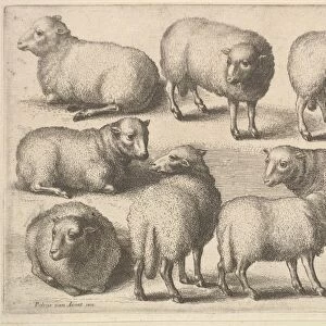 Nine sheep 1646 Etching state Plate 5 1 / 2 8 3 / 16