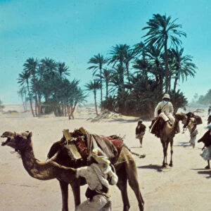 Sinai caravan march 1950 Egypt Sinai