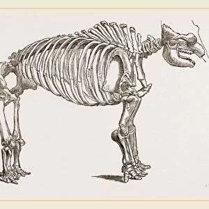 Skeleton of Mastodon
