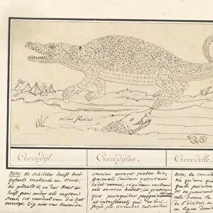 Sketch two crocodiles river Egypt Anselmus Boetius de Boodt