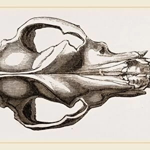 Skull of a Mastiff dog